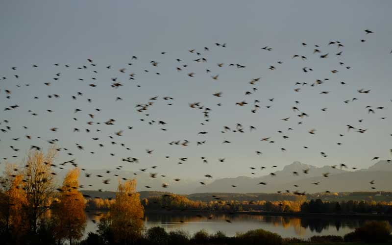 Blick auf den Tachinger See